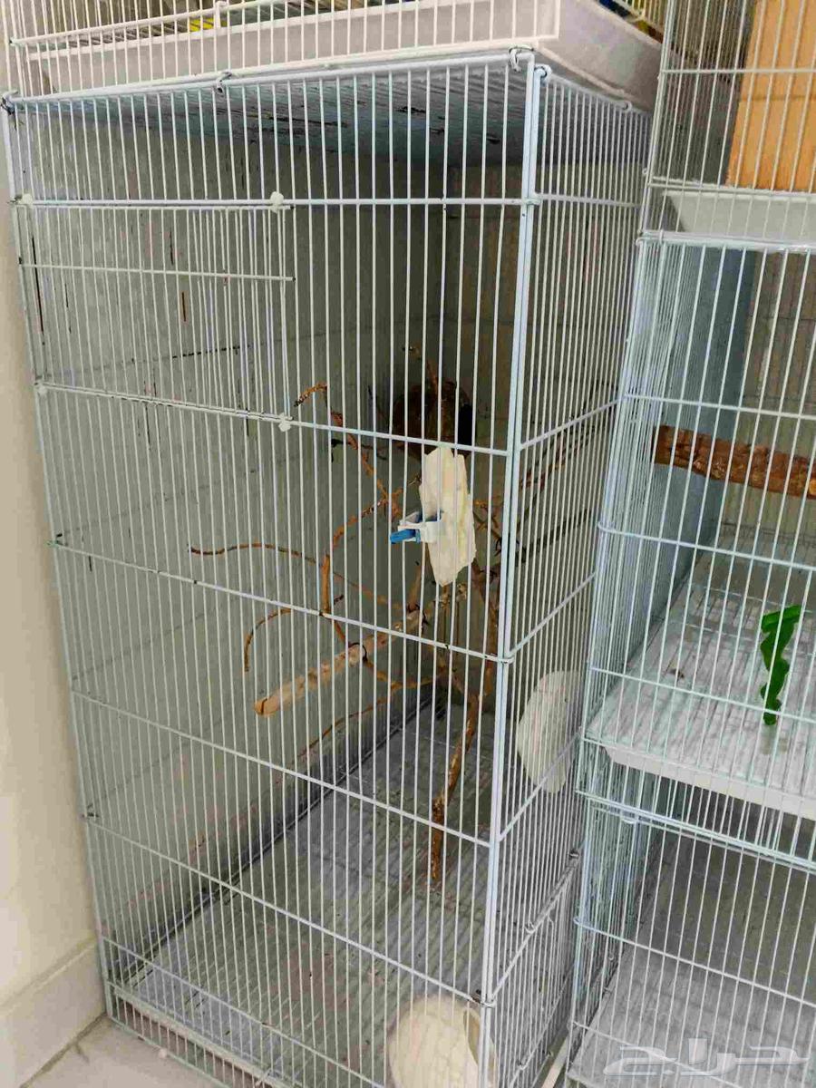 مجموعة اقفاص نضيفه للبيع64501668100994112