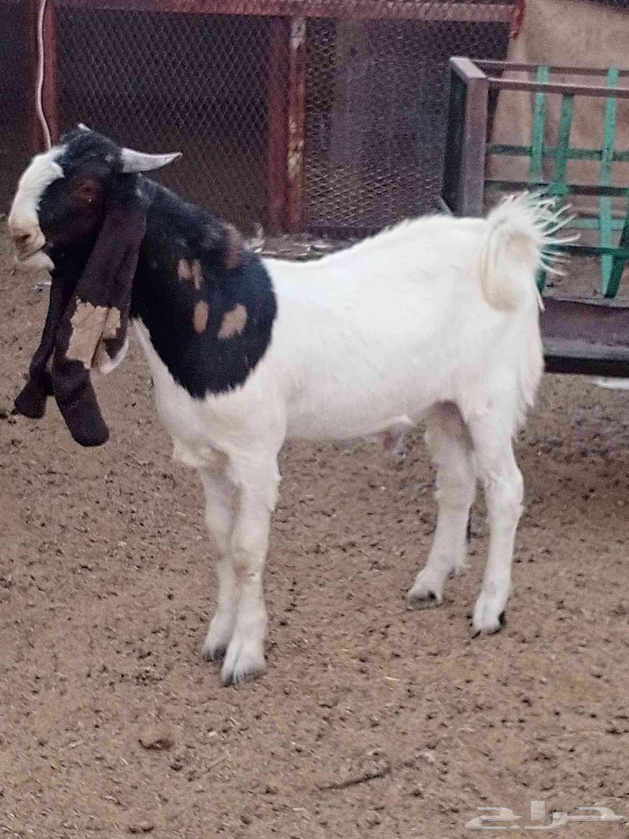 جذع حجازي طييب شرط القريع64500187732867111