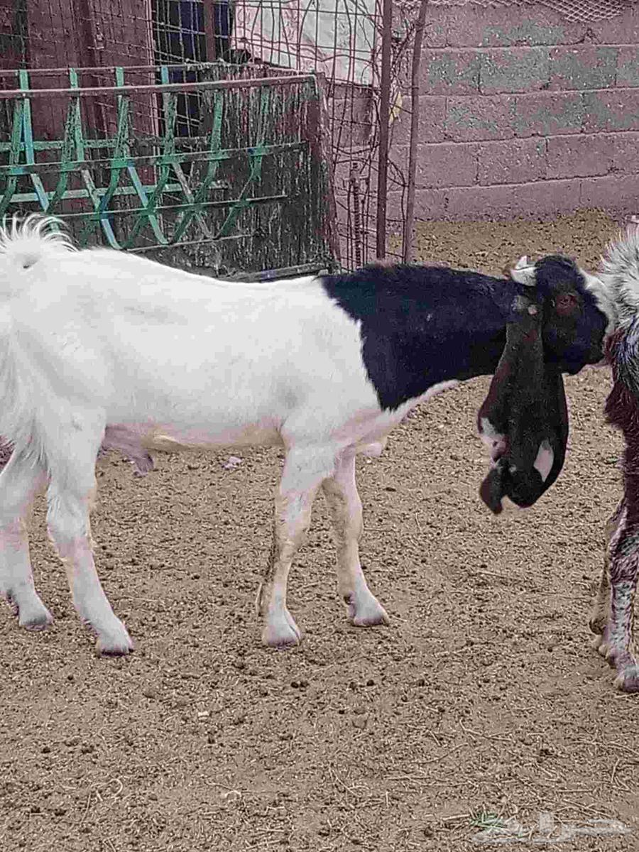 جذع حجازي طييب شرط القريع64500187732867114