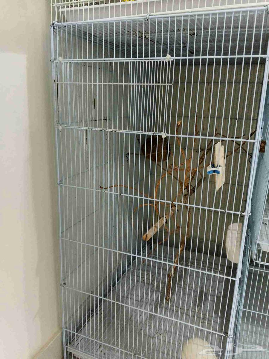 مجموعة اقفاص نضيفه للبيع64501668100994113