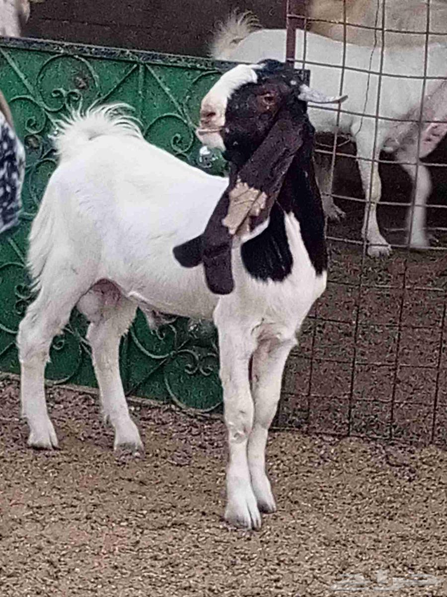 جذع حجازي طييب شرط القريع64500187732867113