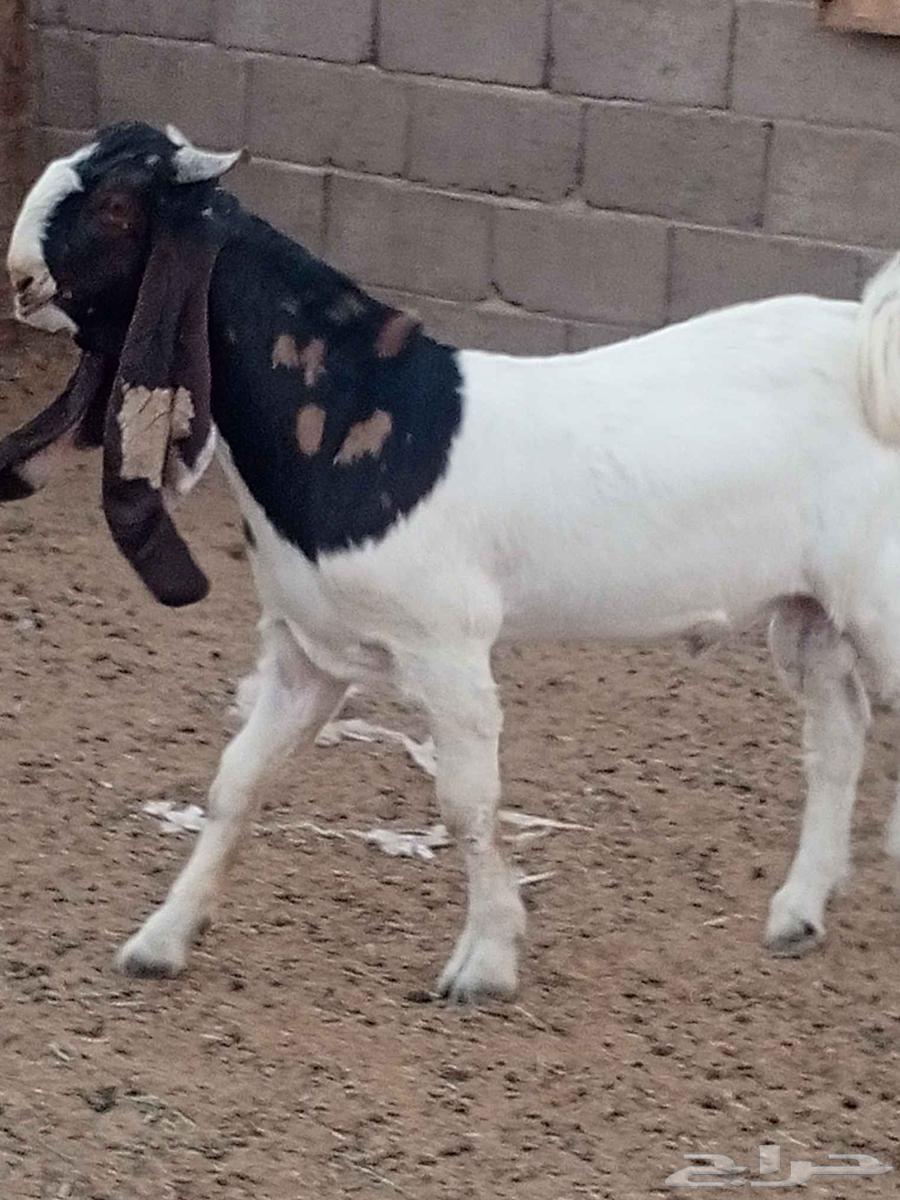 جذع حجازي طييب شرط القريع64500187732867110