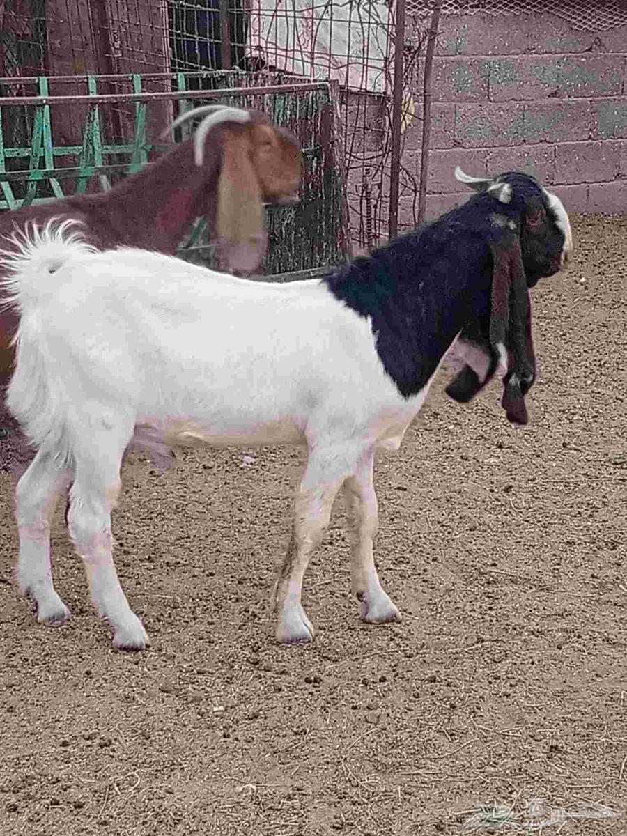 جذع حجازي طييب شرط القريع64500187732867112