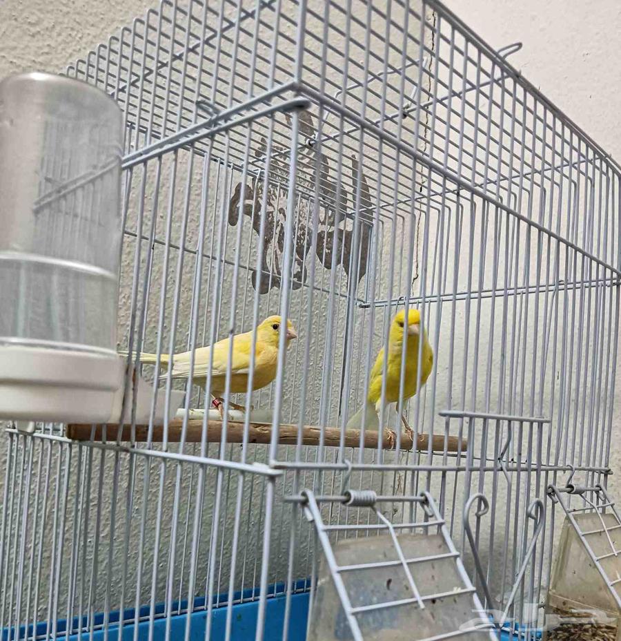 Canary Pair64486026749058110