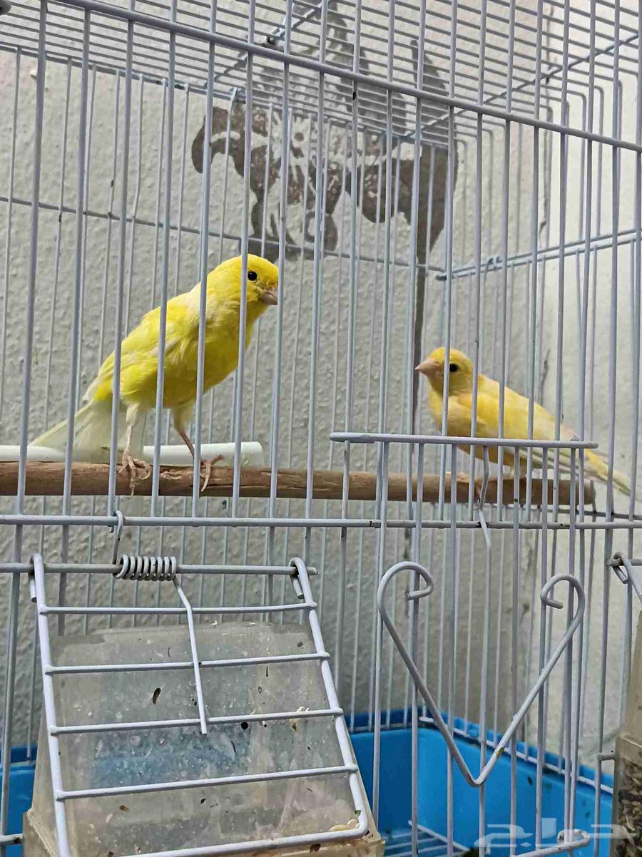 Canary Pair64486026749058111