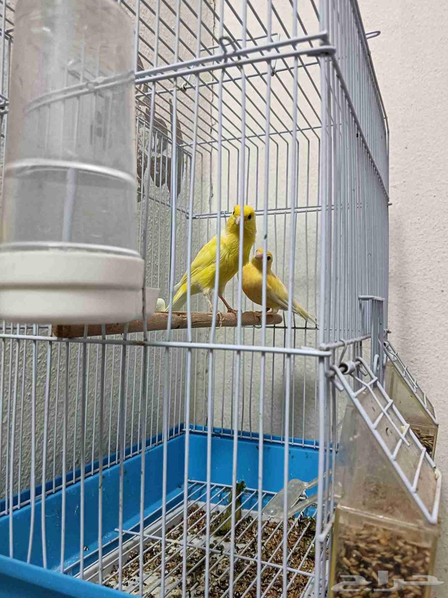 Canary Pair64486026749058112