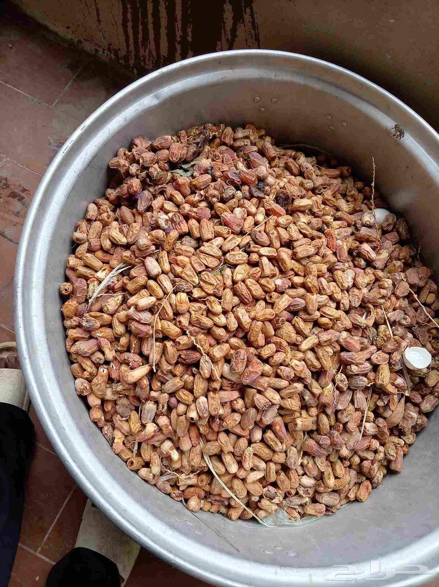 New date feed64498284968194111