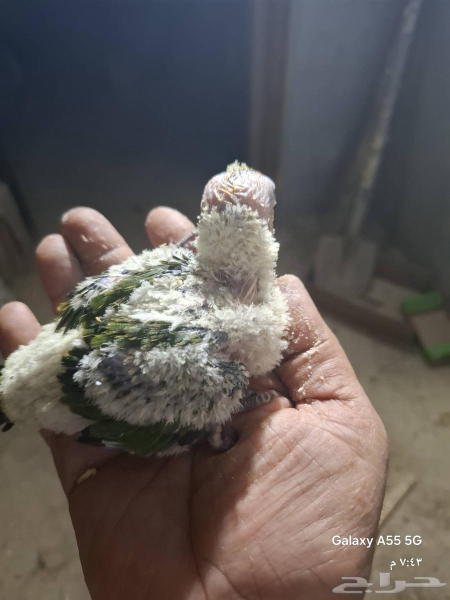 زوج صن كنيور64500381284482113