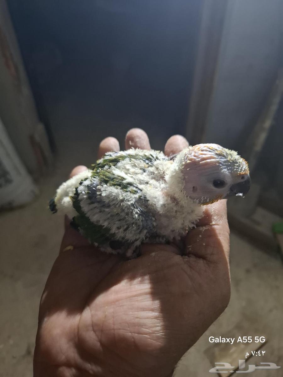 زوج صن كنيور64500381284482112