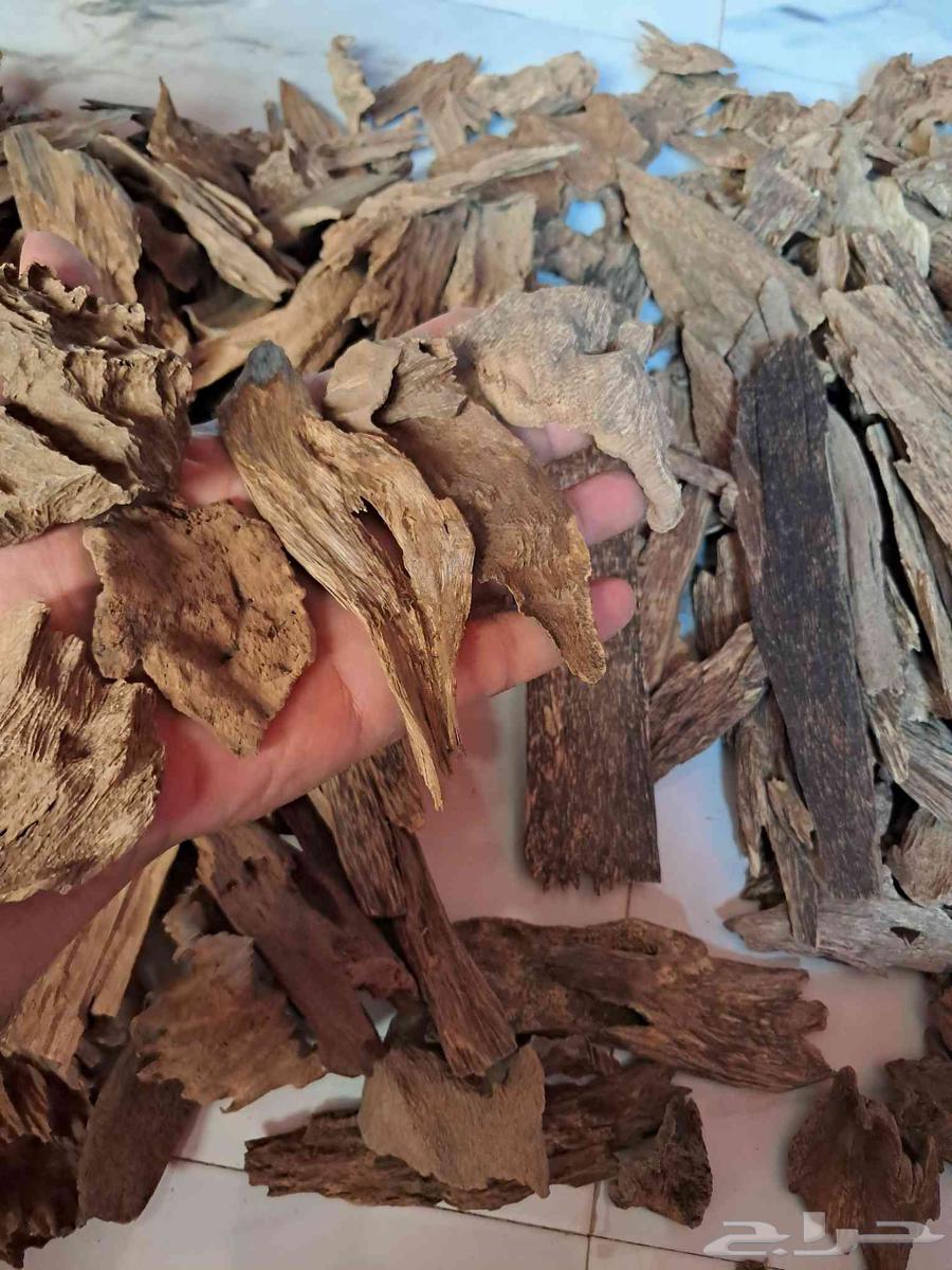 عود بخور كلمنتان مالينو سوبر مرتفع ودبل سوبر بسعر مغري64498117765635112