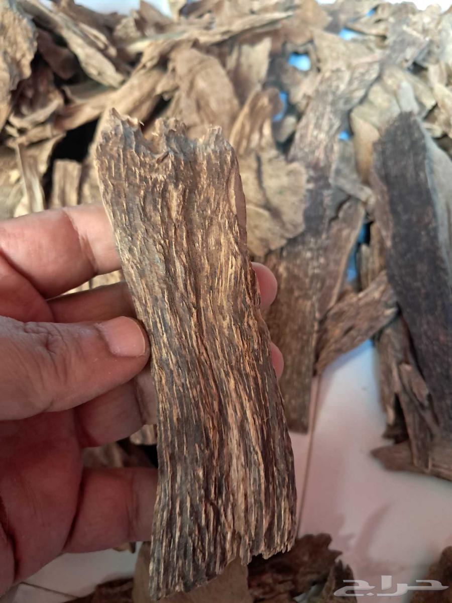 عود بخور كلمنتان مالينو سوبر مرتفع ودبل سوبر بسعر مغري64498117765635111