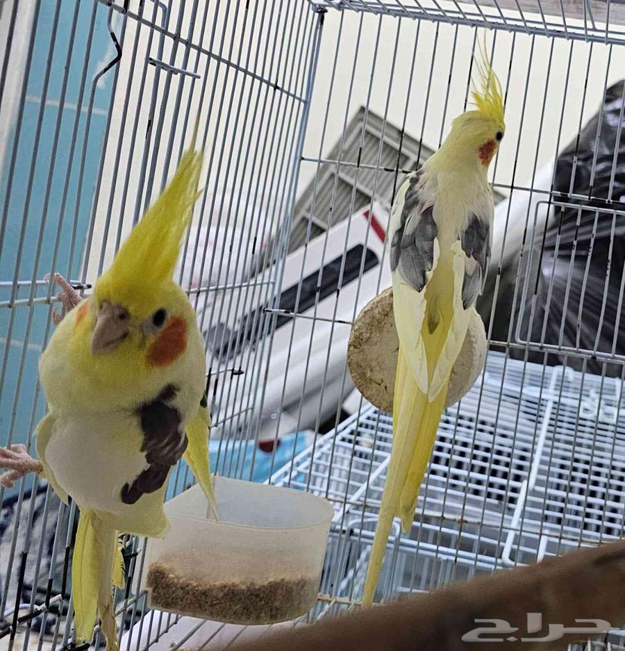 Crown Pair, Top Level64499800698498112