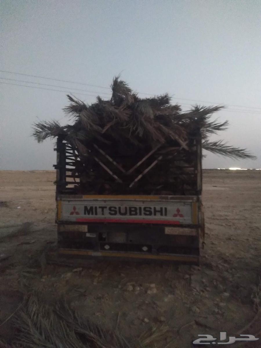 سعف نخل جديد للعرايش والمظلات64496460978051110