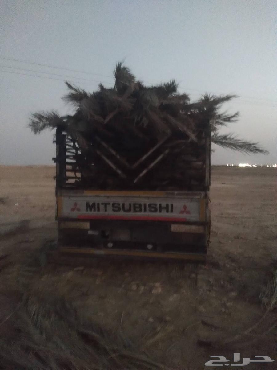 سعف نخل جديد للعرايش والمظلات64496460978051111