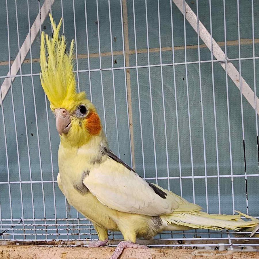 Crown Pair, Top Level64499800698498110