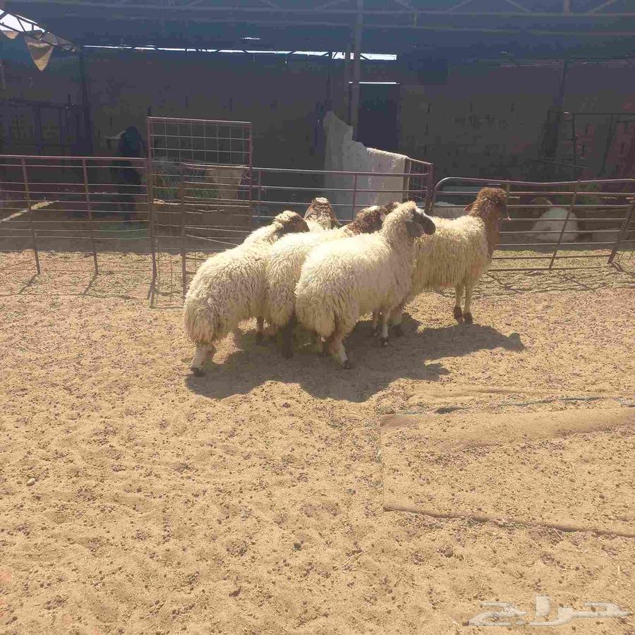 Rokhal Naaim64498145504129114