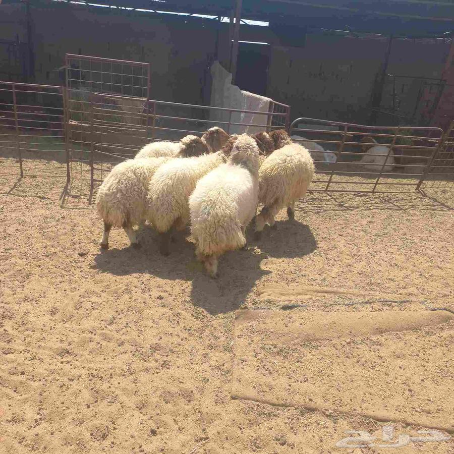 Rokhal Naaim64498145504129111