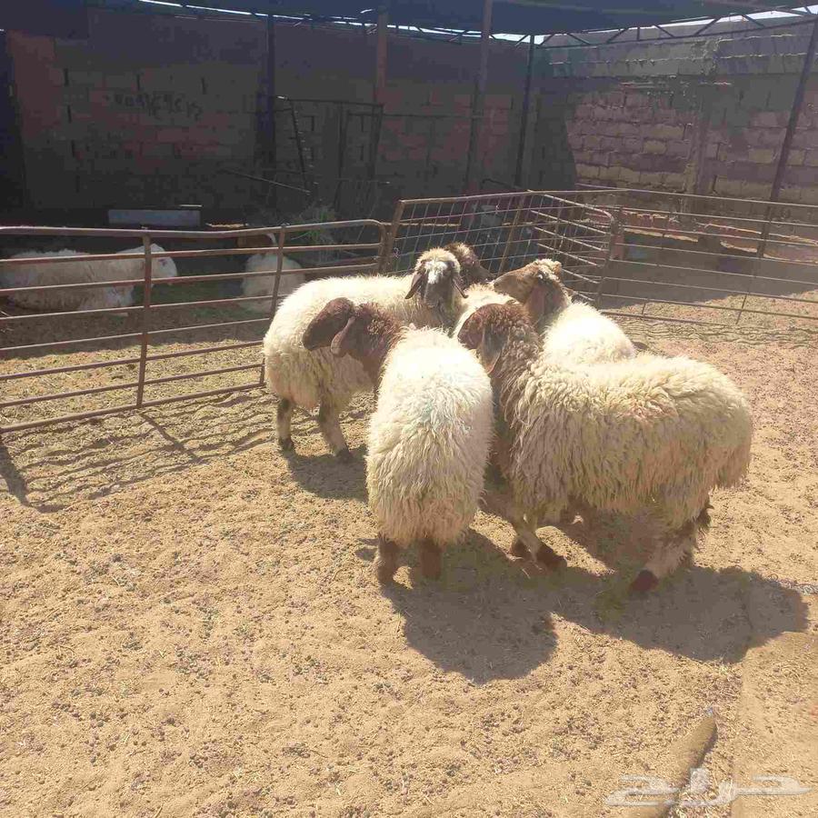 Rokhal Naaim64498145504129113