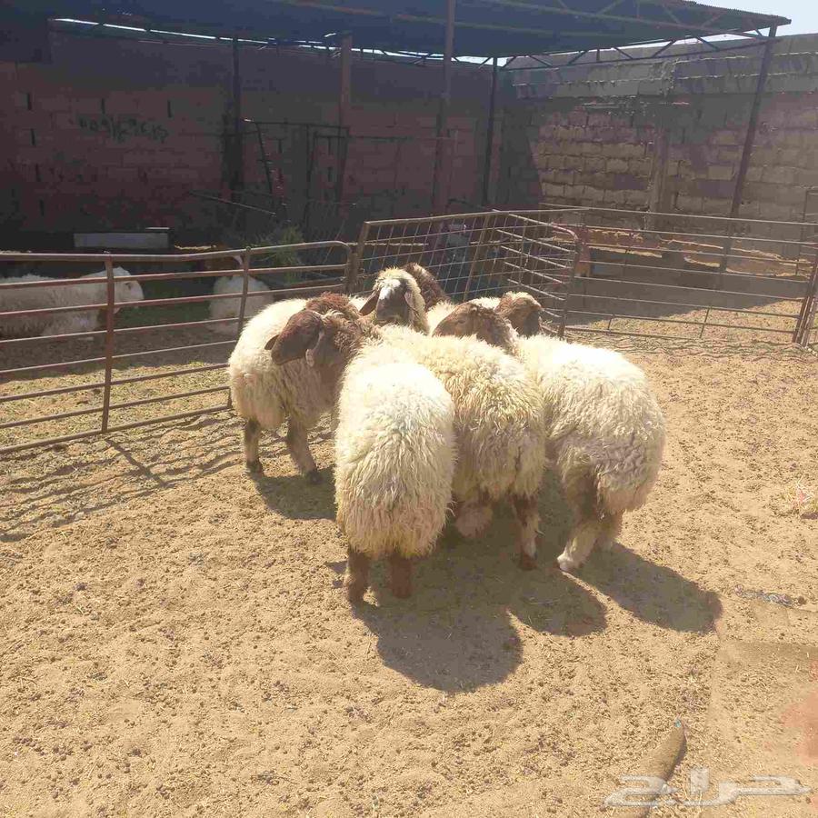 Rokhal Naaim64498145504129110