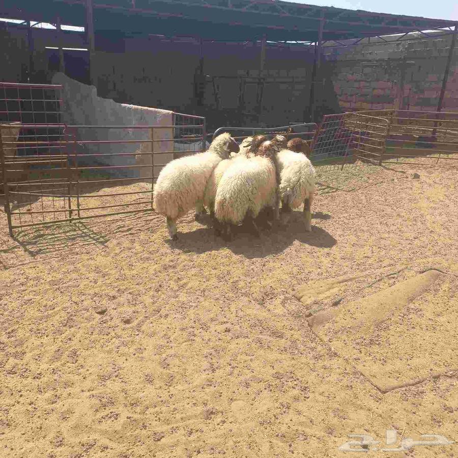 Rokhal Naaim64498145504129112