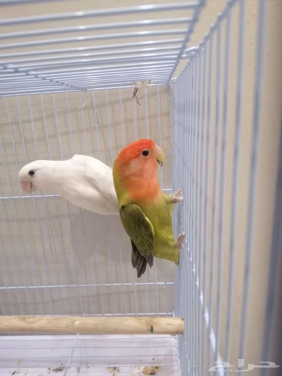 زوج روز للبيع64487484522371111