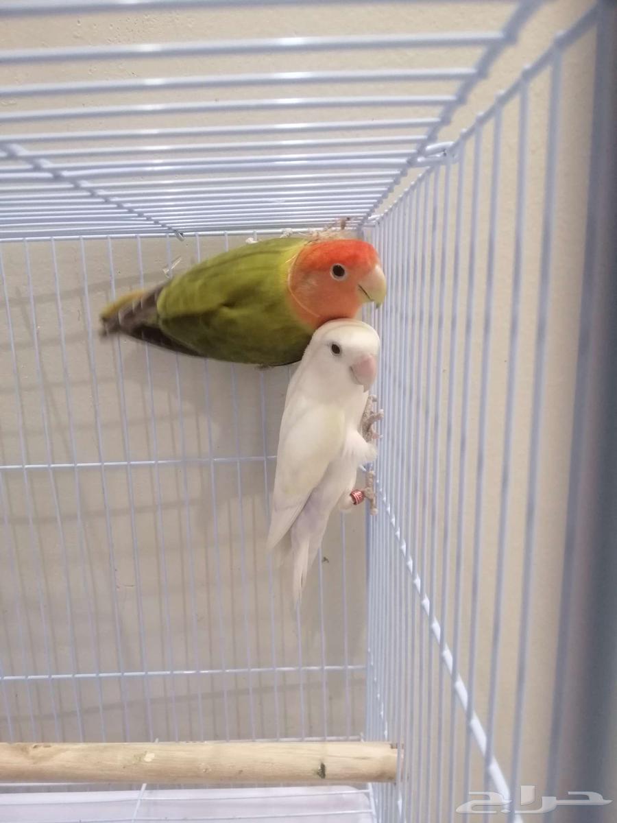 زوج روز للبيع64487484522371113