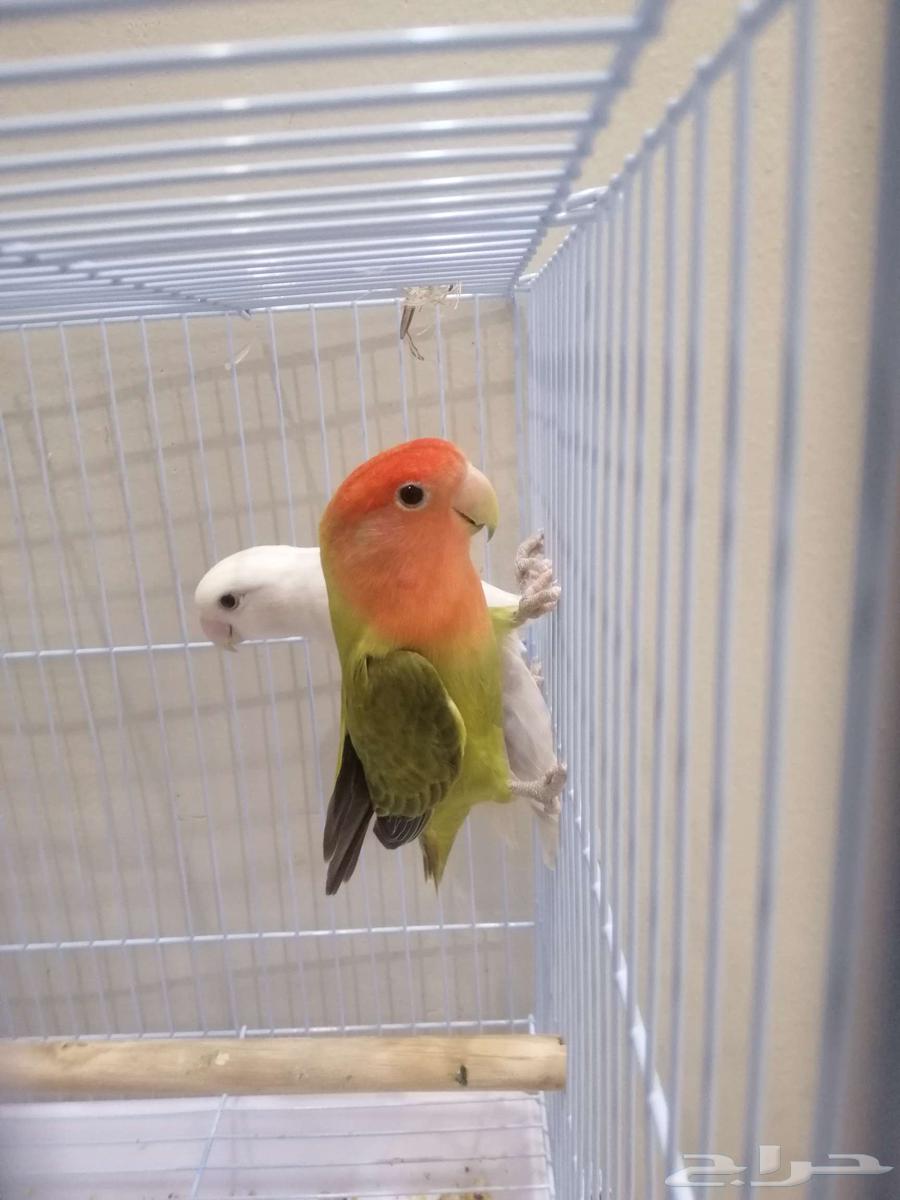 زوج روز للبيع64487484522371110