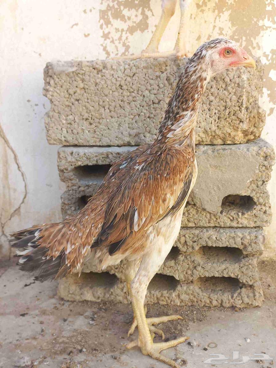 طقم شامو ياباني64496461034499112