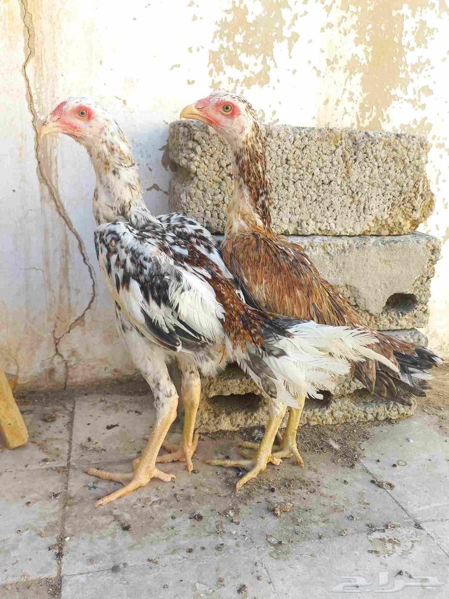 طقم شامو ياباني64496461034499110