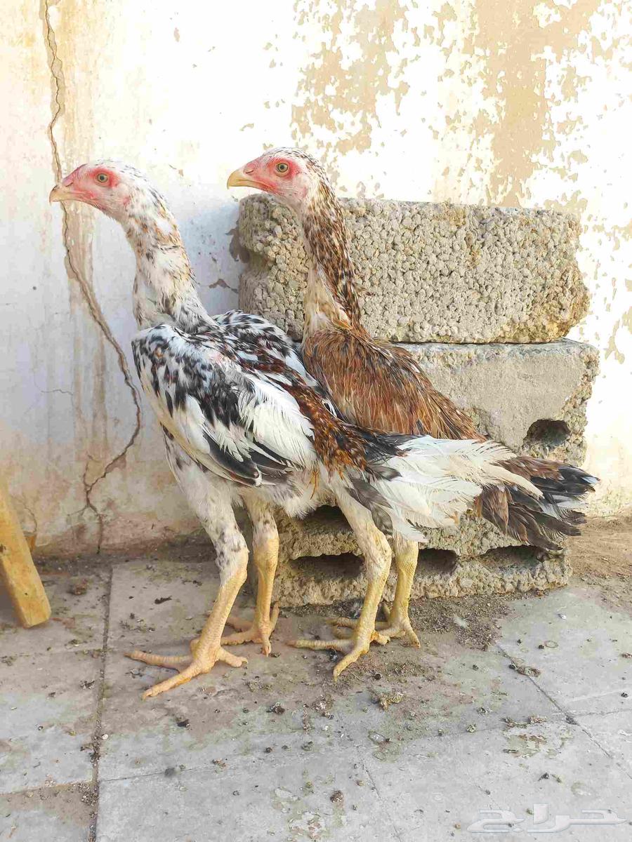 طقم شامو ياباني64496461034499113