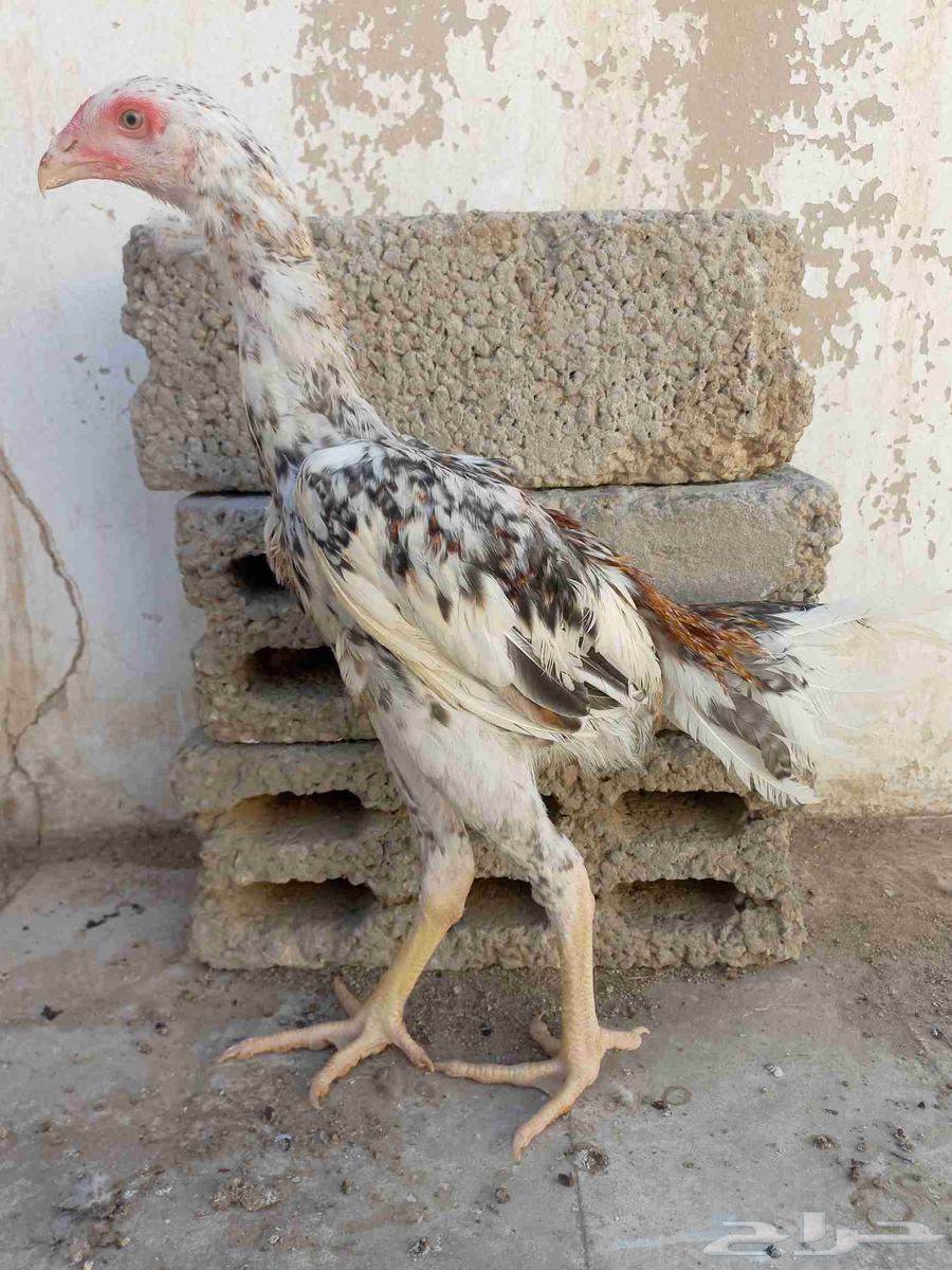 طقم شامو ياباني64496461034499111