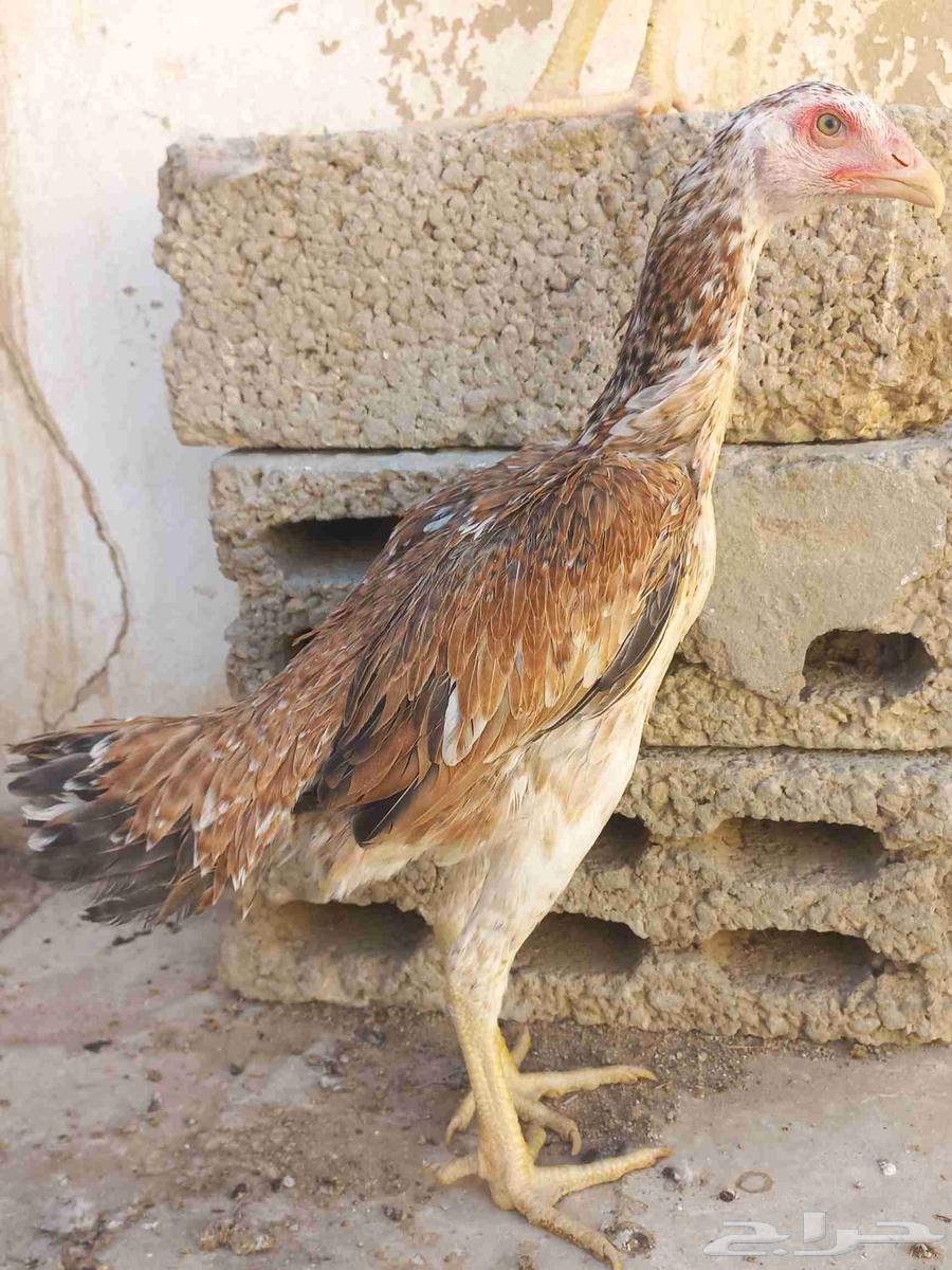 طقم شامو ياباني64496461034499114