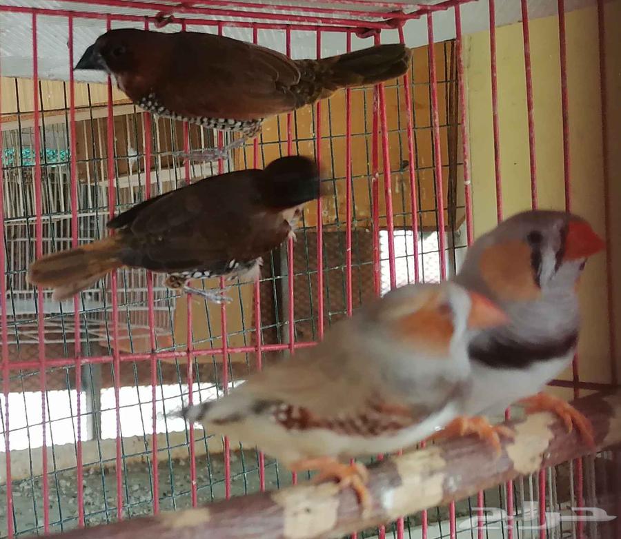 سبايس فينش فنش spice finch64422435102467113