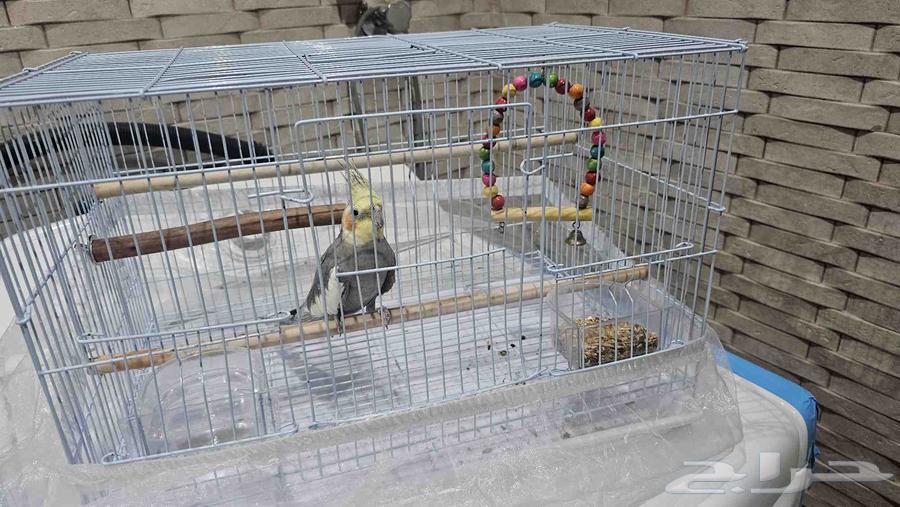 كروان للبيع مع القفص64501921681282111