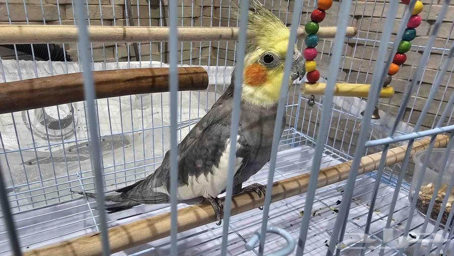 كروان للبيع مع القفص64501921681282110