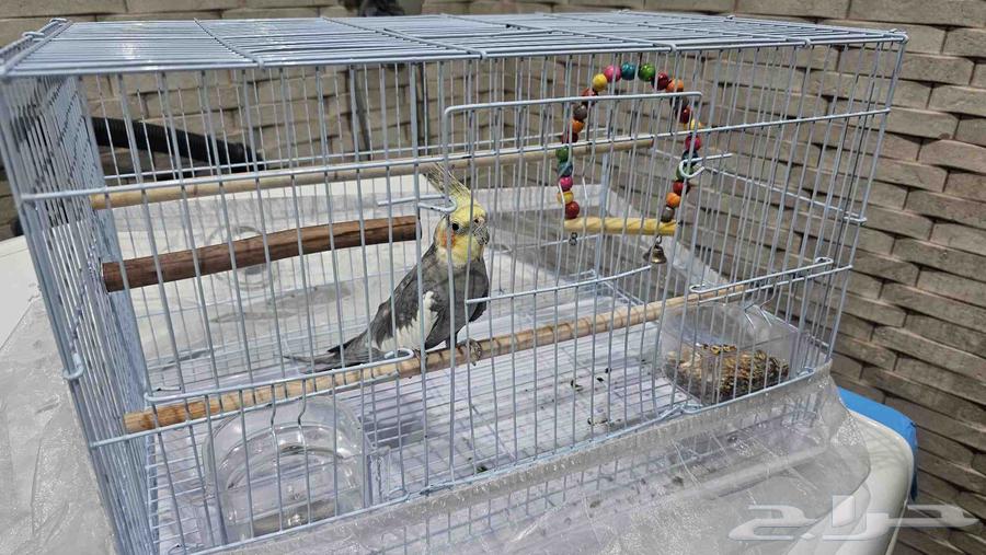 كروان للبيع مع القفص64501921681282112