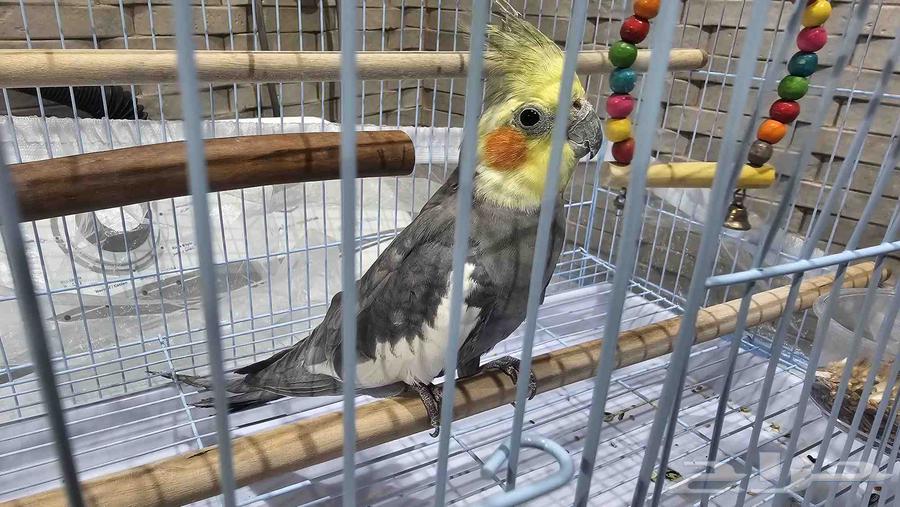 كروان للبيع مع القفص64501921681282113