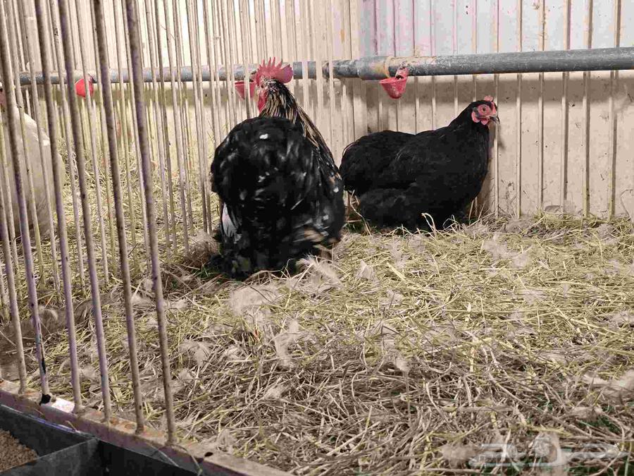 جوز دجاج كوشن للبيع دجاجه سوداء وديك بوران (تم البيع)64500783634817111