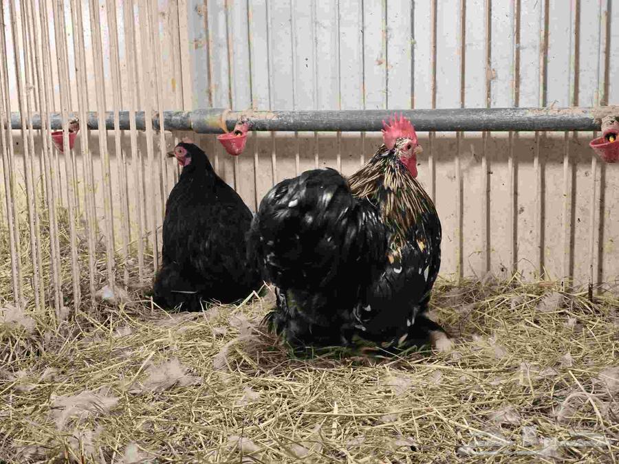 جوز دجاج كوشن للبيع دجاجه سوداء وديك بوران (تم البيع)64500783634817112