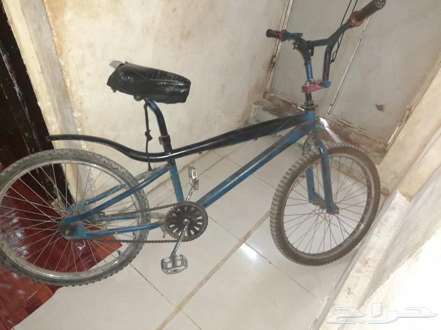 كوبرا للبيع علا السوم  مقاس 24. معاه هدية ماسك جوال64498632679555112