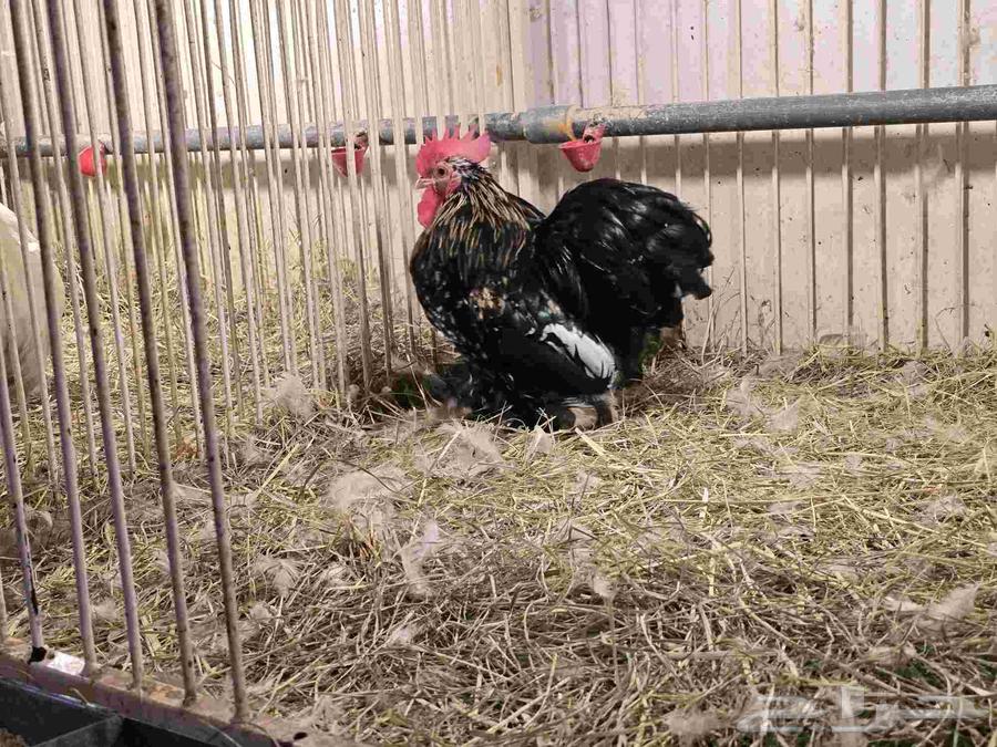 جوز دجاج كوشن للبيع دجاجه سوداء وديك بوران (تم البيع)64500783634817110