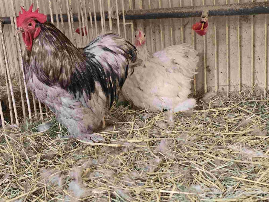 جوز دجاج كوشن ديك بلو ودجاجة سبلاش (تم البيع)64496668186241111