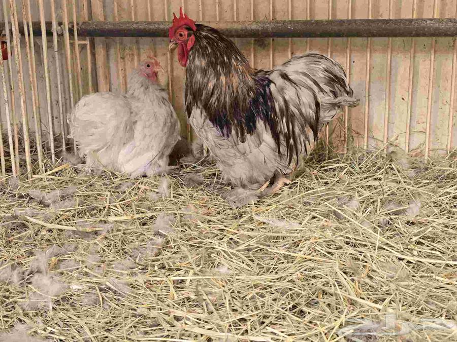 جوز دجاج كوشن ديك بلو ودجاجة سبلاش (تم البيع)64496668186241112