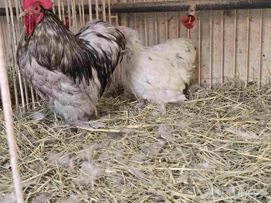 جوز دجاج كوشن ديك بلو ودجاجة سبلاش (تم البيع)64496668186241110