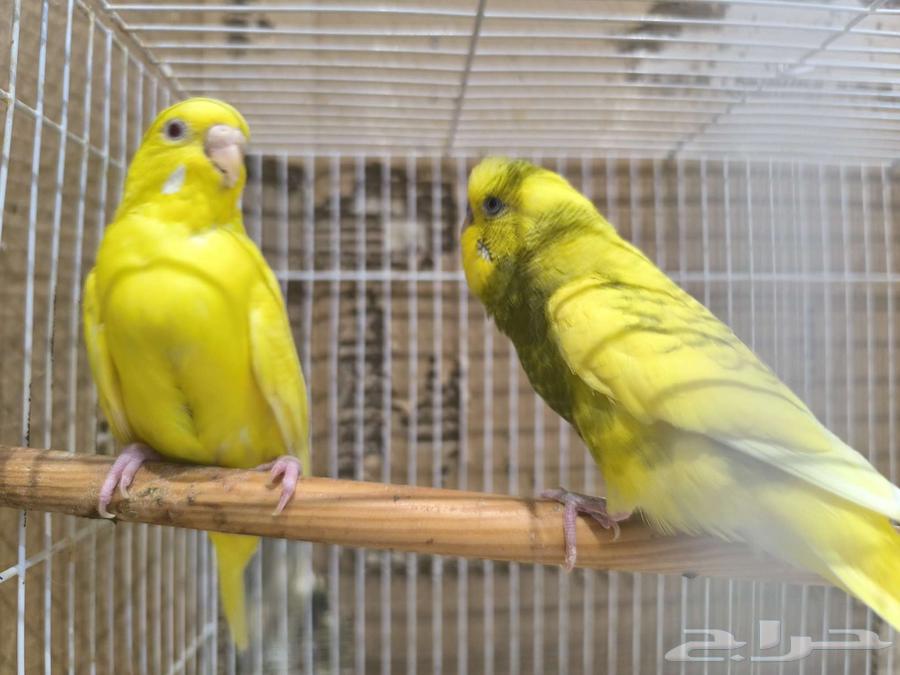 Budgie Pair Product64500243087747110