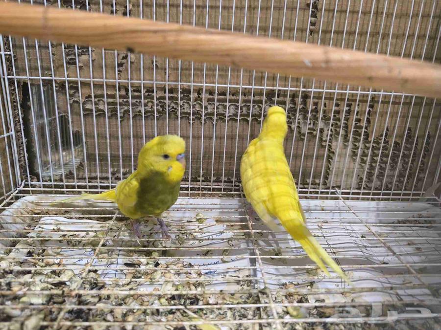 Budgie Pair Product64500243087747114