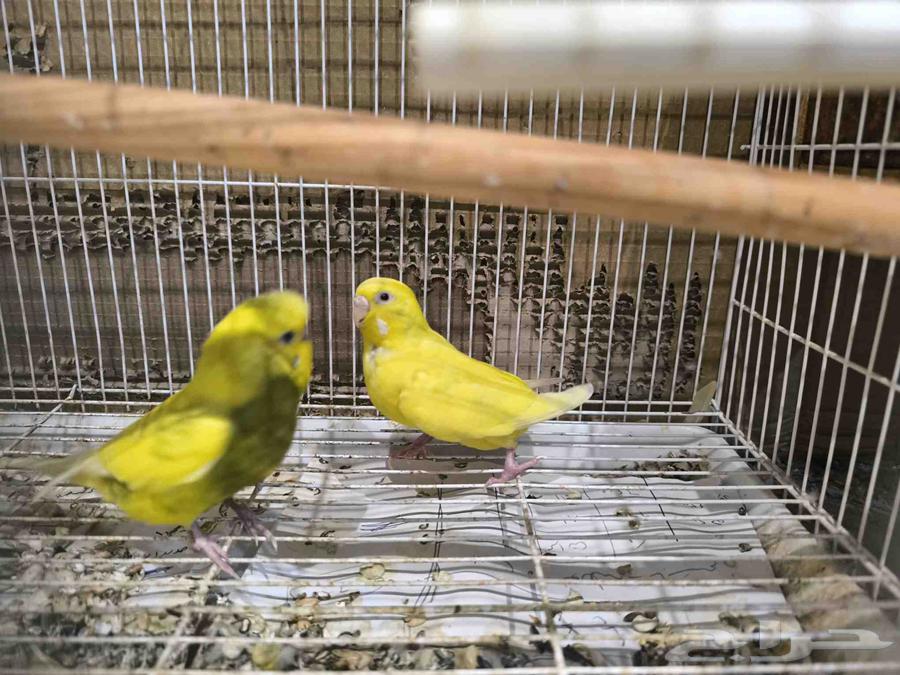 Budgie Pair Product64500243087747113