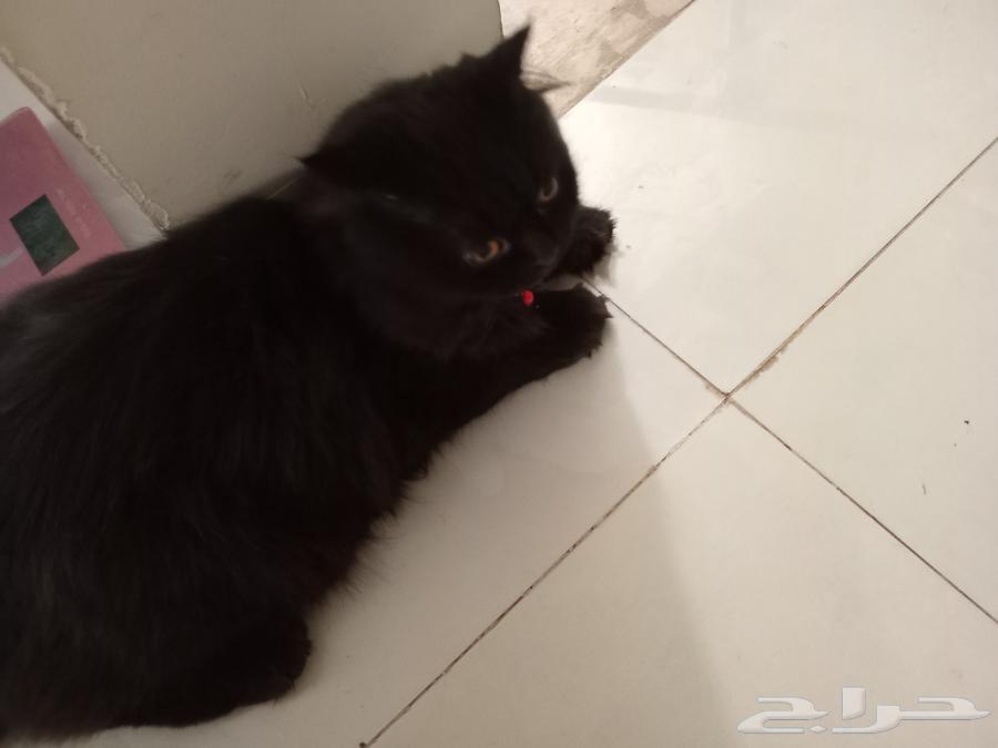 قط للبيع64498145521154110