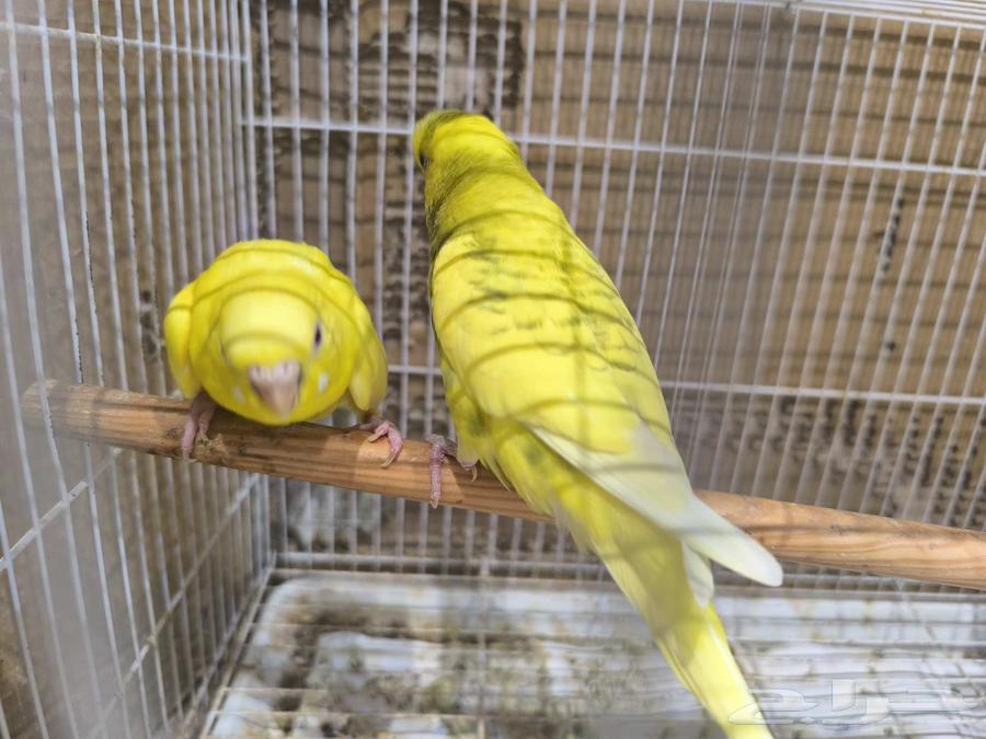 Budgie Pair Product64500243087747112