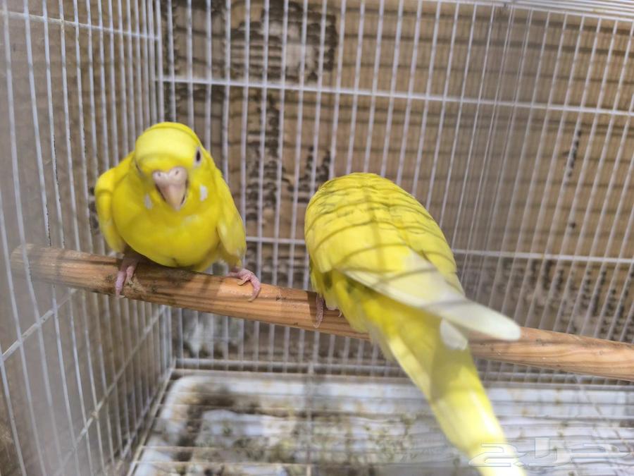Budgie Pair Product64500243087747111